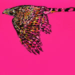 The Wild Life - Cooper's Hawk