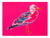 Pink Seagull #1
