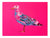Pink Seagull #2