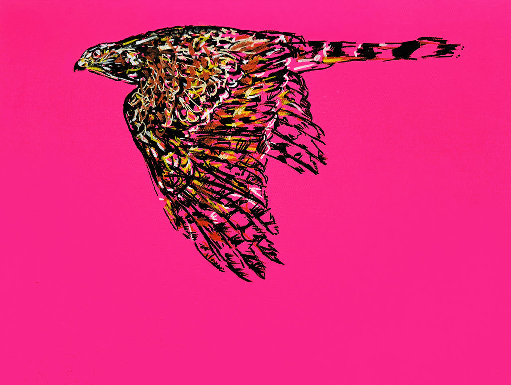 The Wild Life - Cooper's Hawk