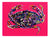 WIld Life  - Dungeness Crab #1